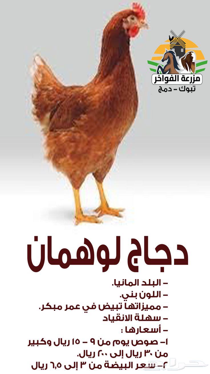 Fertilized Loohmann chicken eggs63102661967362112