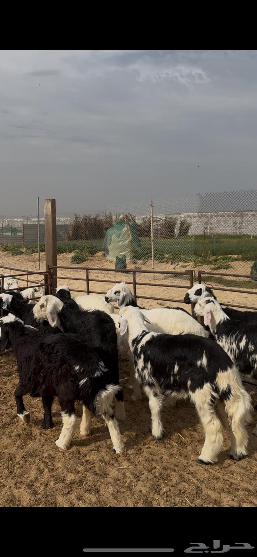 Najdi sheep for slaughter63282403094529112