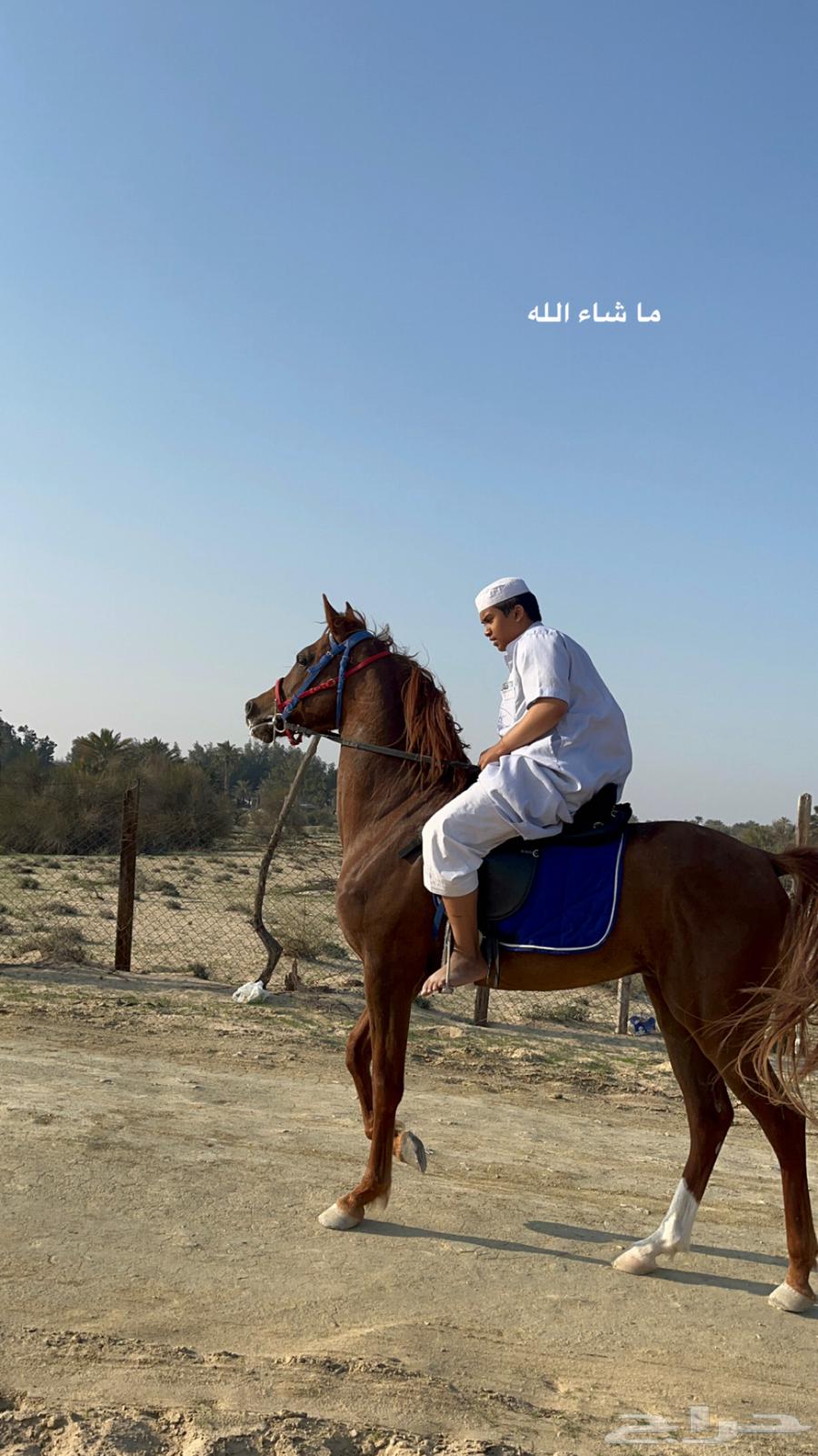 حصان عربي فاخر شعبي63101933494147113