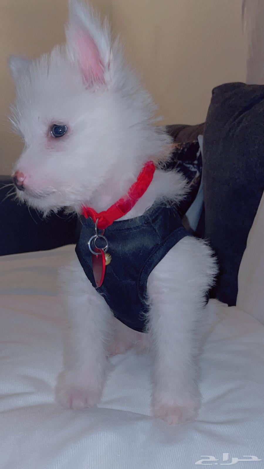 French Maltese dog with passport and trainer63100489085443112