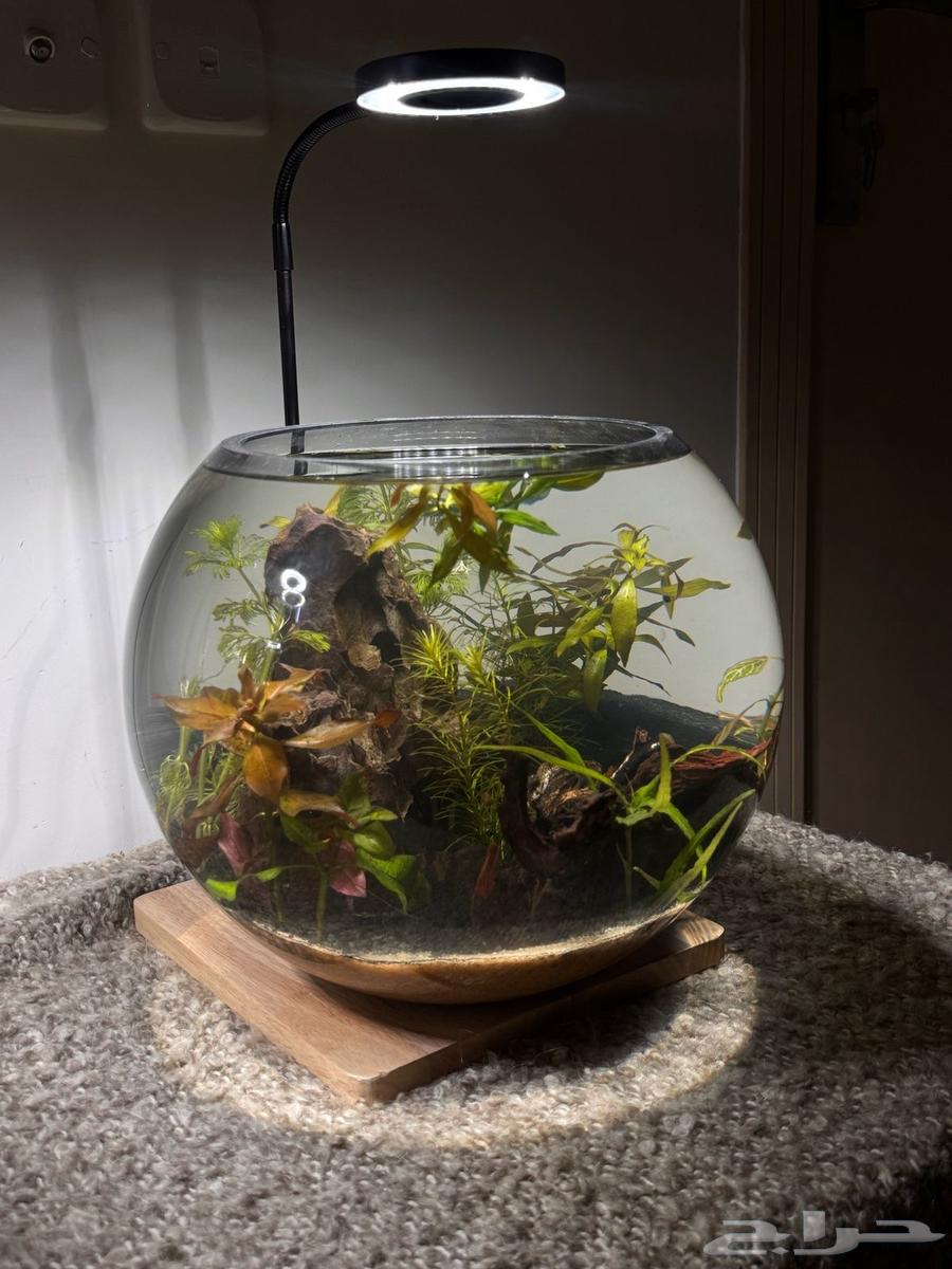 Round fish and shrimp tanks, an artistic masterpiece63101567609346113