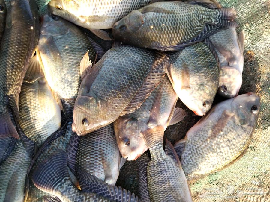 Tilapia fish is available for all quantities63100844446977111