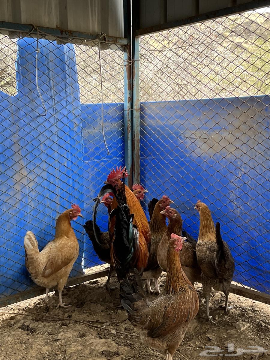 Local chicken for sale, guaranteed ((( Sold out, sold out, sold out )))63100854676353111