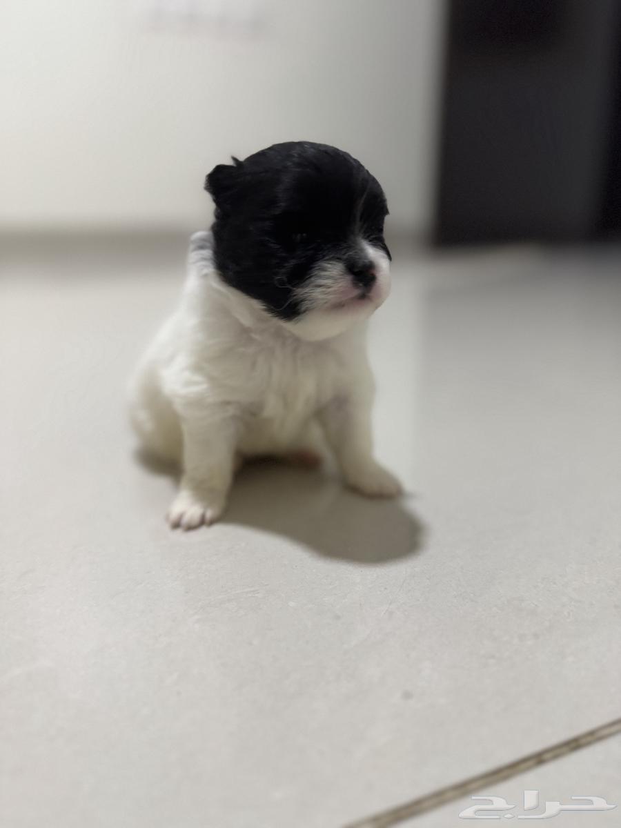 Pomeranian puppies aged one month63101211694849112