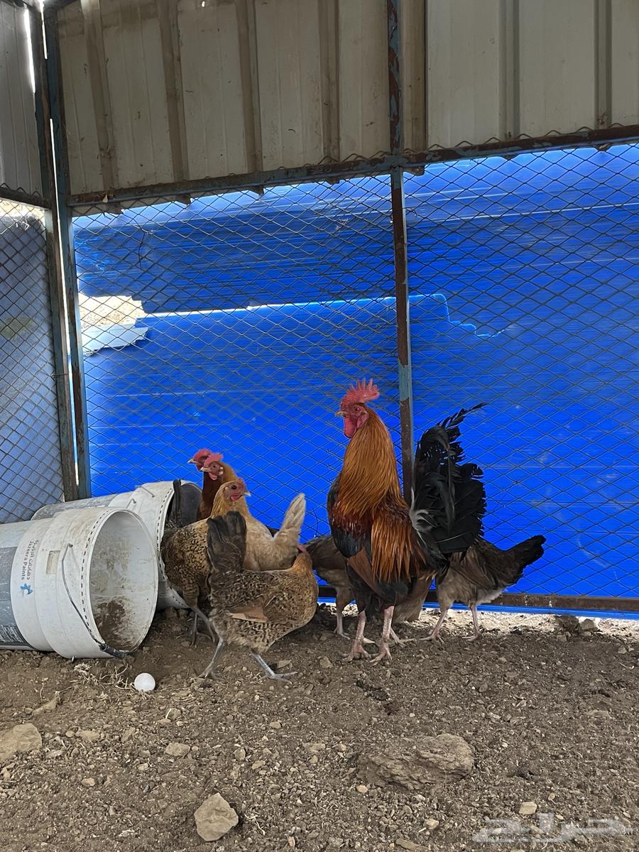 Local chicken for sale, guaranteed ((( Sold out, sold out, sold out )))63100854676353114