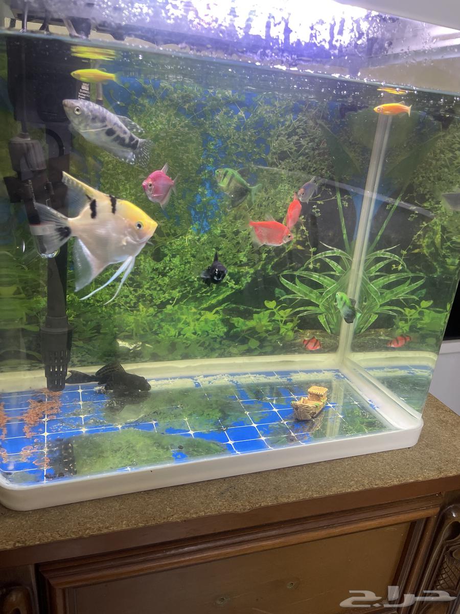 Fish tank with accessories63101928450689111
