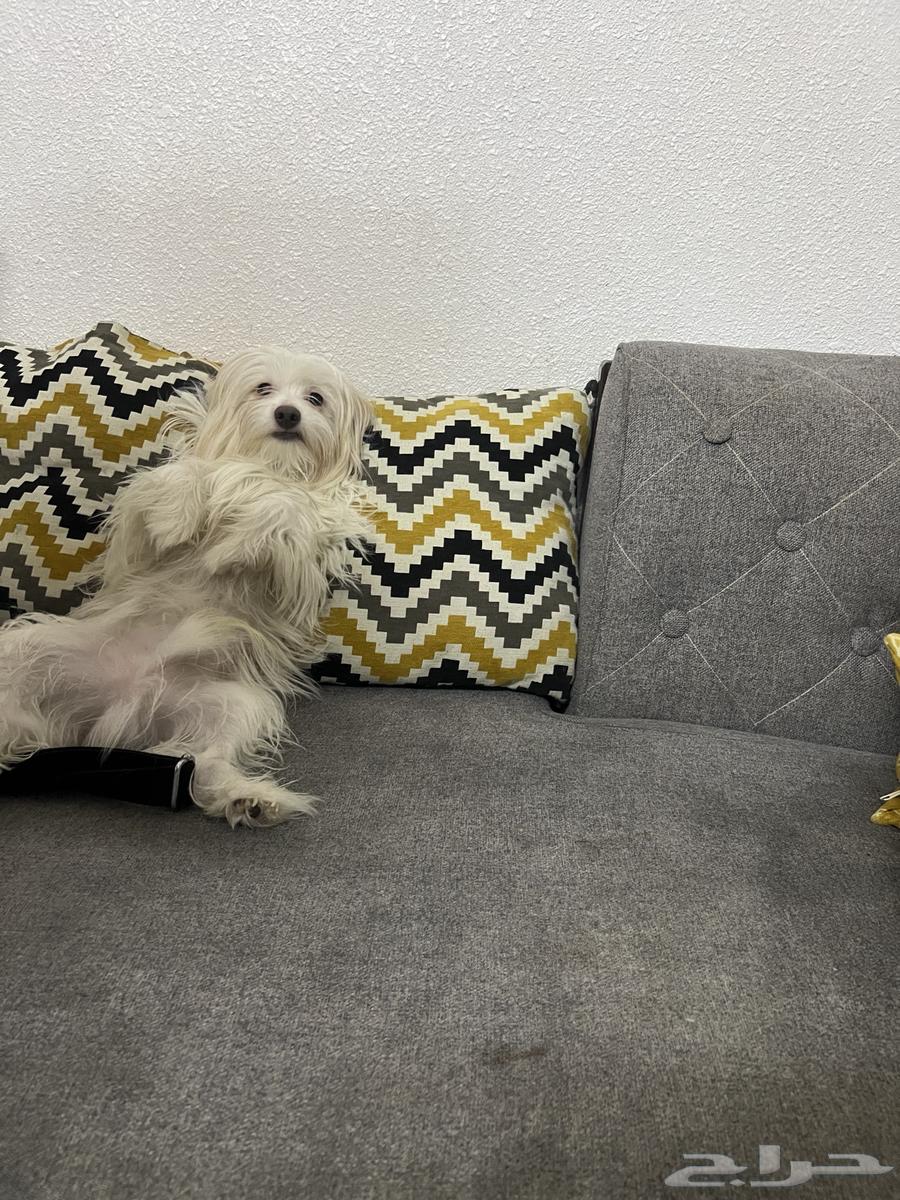 Dog63101928846082111