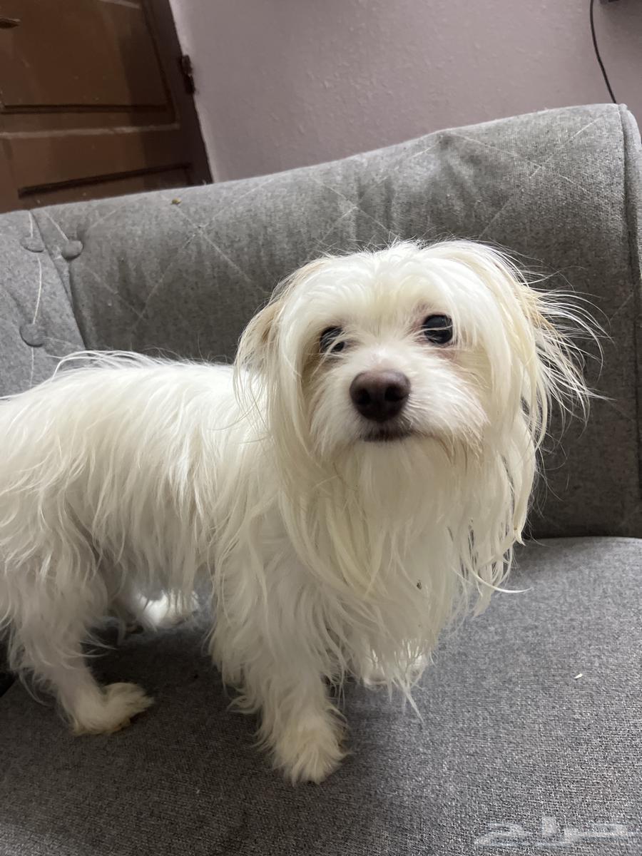 Dog63101928846082112