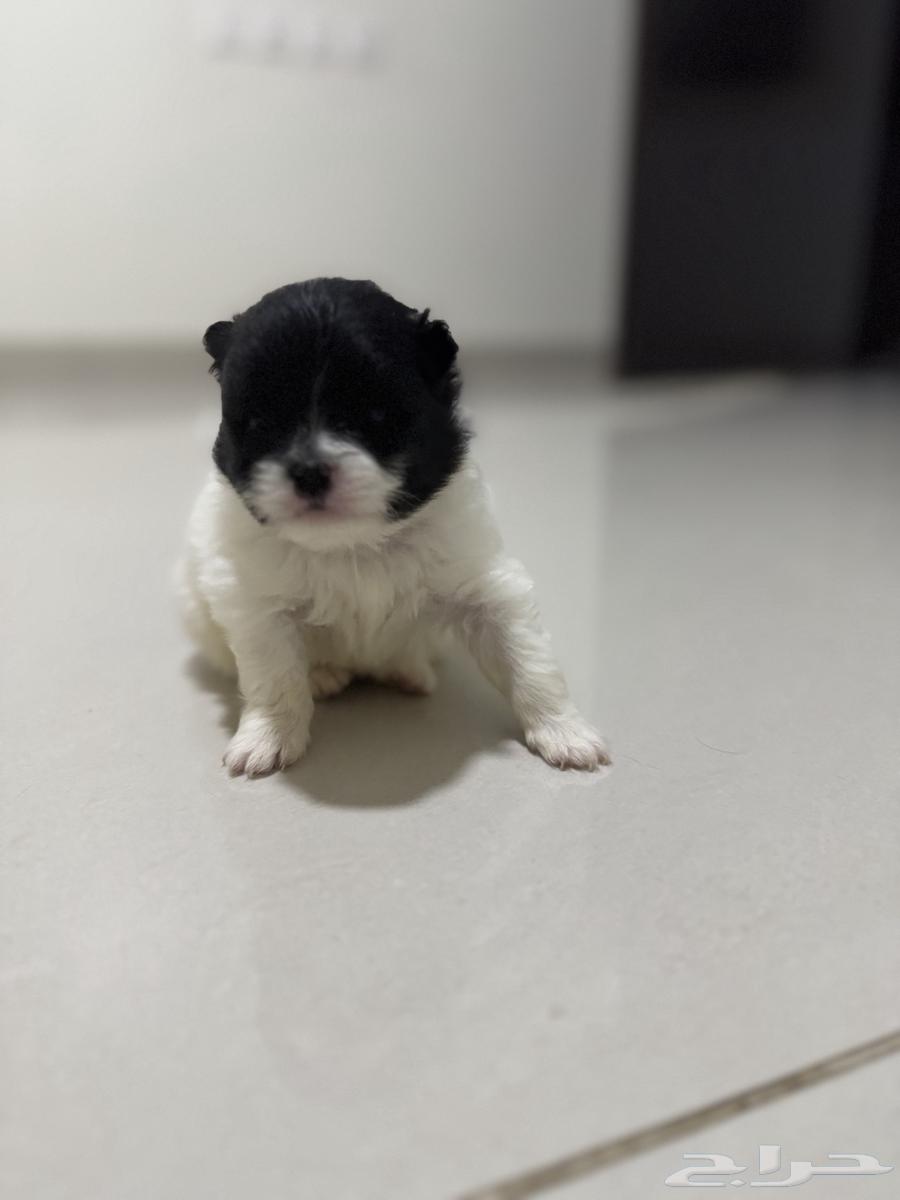 Pomeranian puppies aged one month63101211694849114