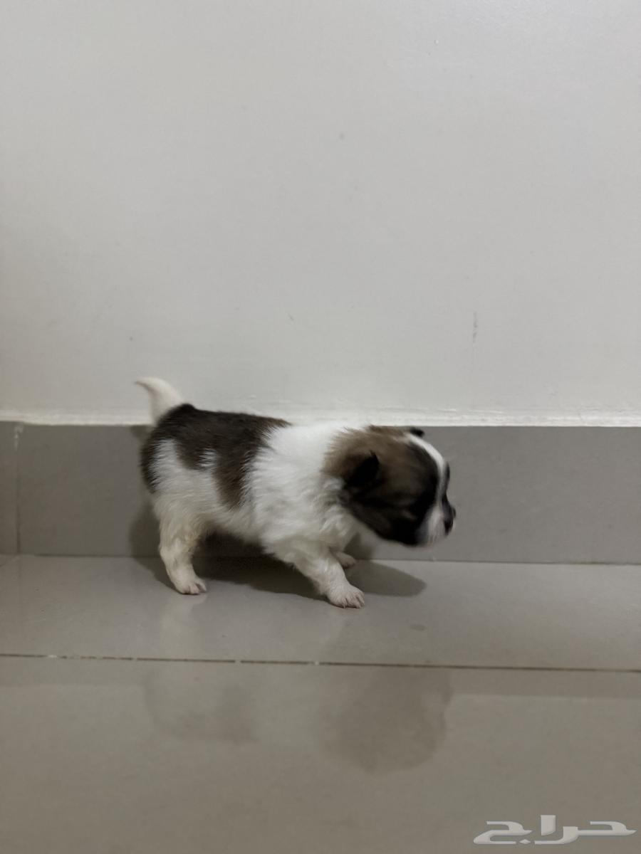 Pomeranian puppies aged one month63101211694849111
