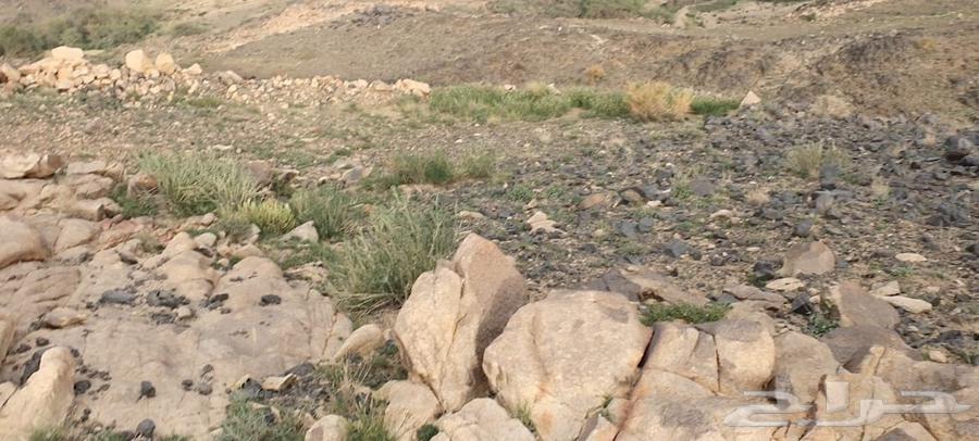 Land for sale with electronic title in plot 1825, violating regulations63014750000899111