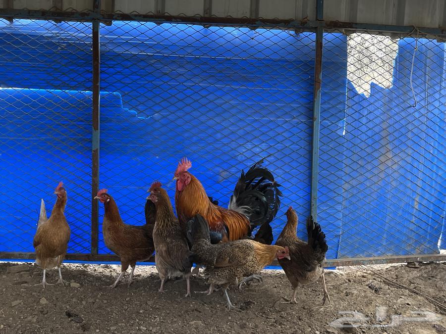 Local chicken for sale, guaranteed ((( Sold out, sold out, sold out )))63100854676353113