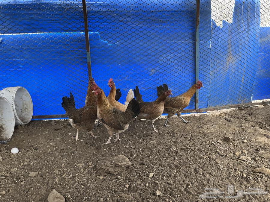 Local chicken for sale, guaranteed ((( Sold out, sold out, sold out )))63100854676353112