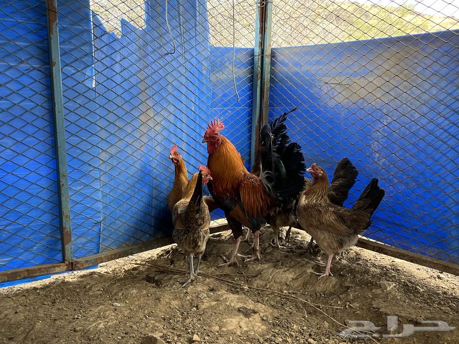 Local chicken for sale, guaranteed ((( Sold out, sold out, sold out )))631008546763531126