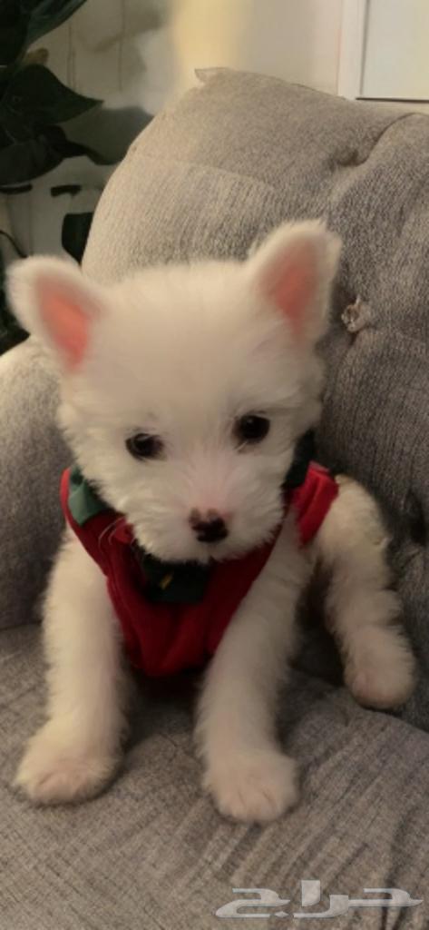 French Maltese dog with passport and trainer63100489085443111
