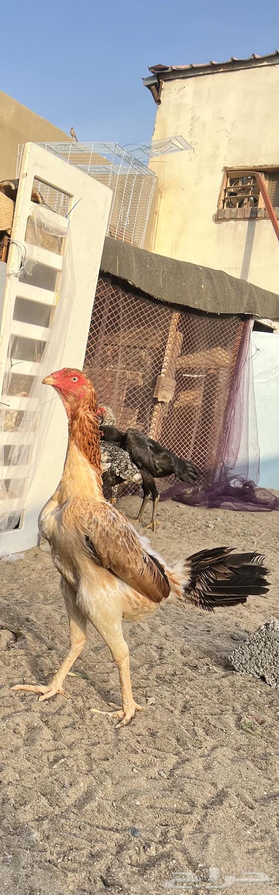 شامو ياباني مع صوصها (( تم البيع ))63100077706242112