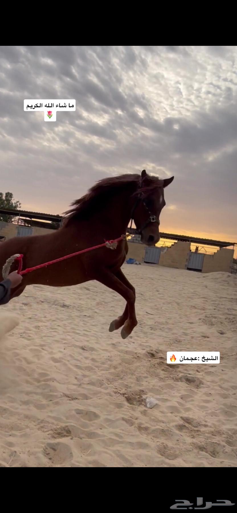 حصان عربي فاخر شعبي63101933494147113