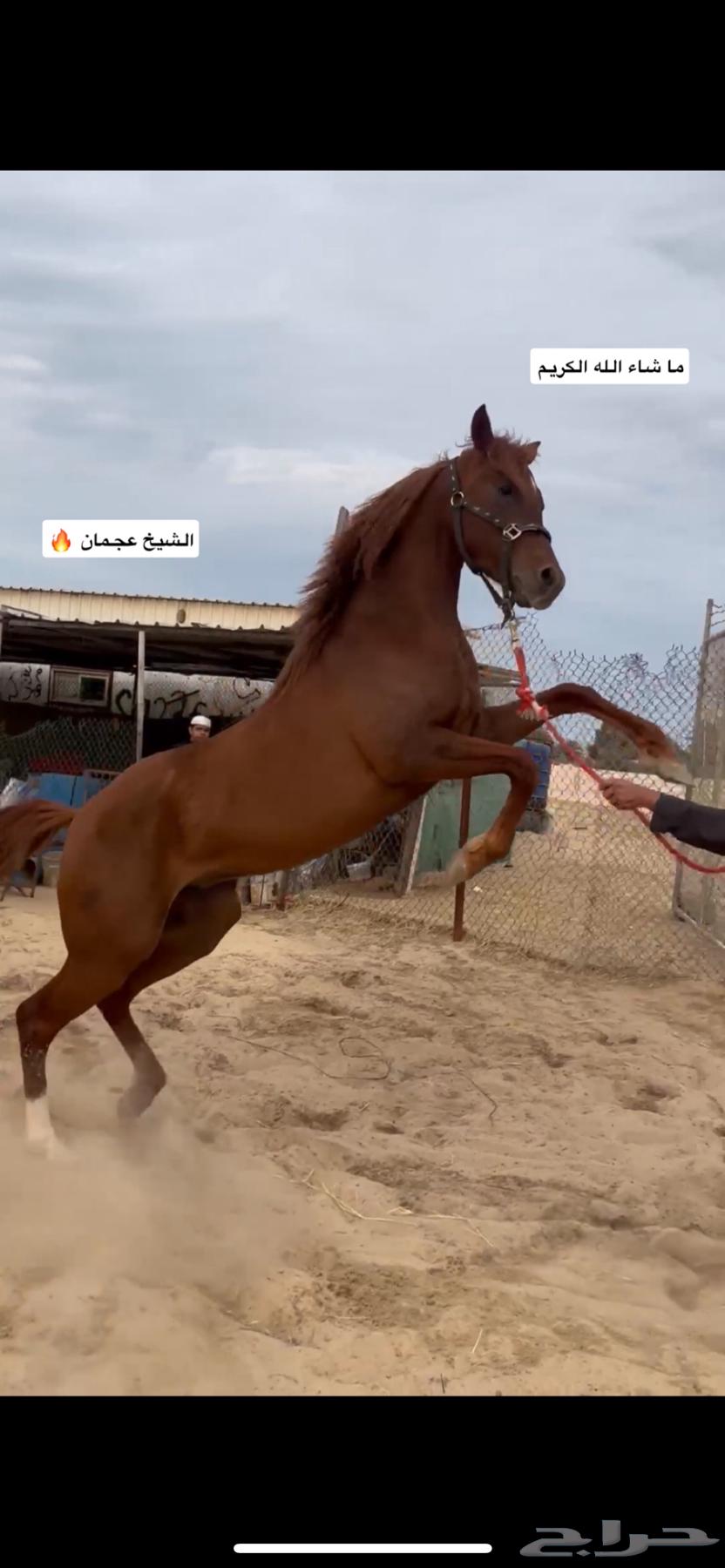 حصان عربي فاخر شعبي63101933494147114