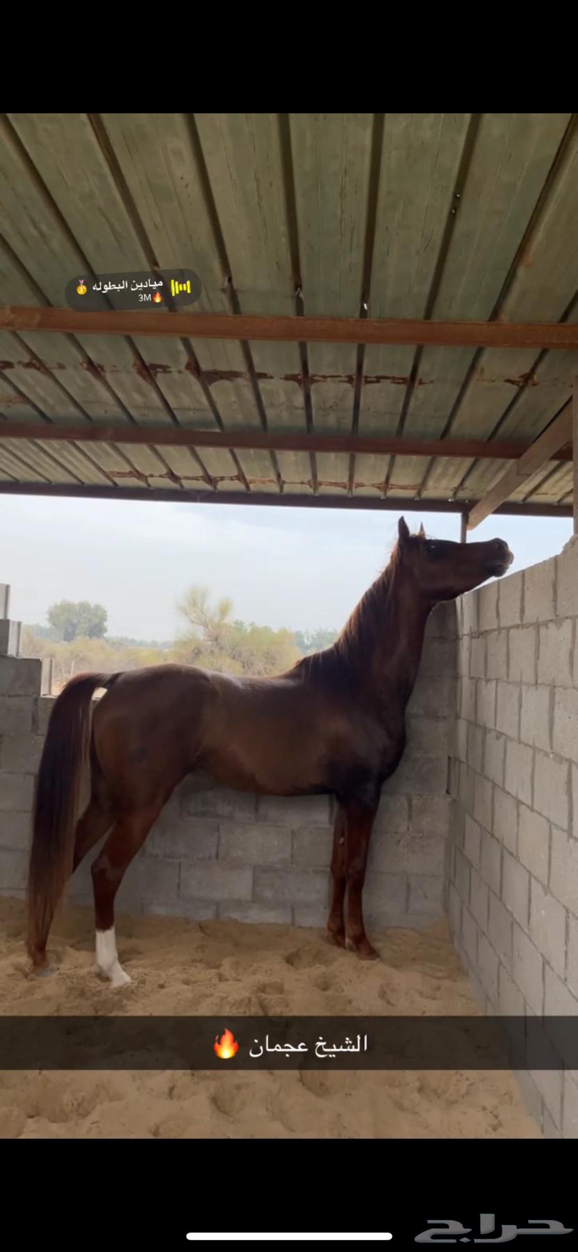 حصان عربي فاخر شعبي63101933494147112