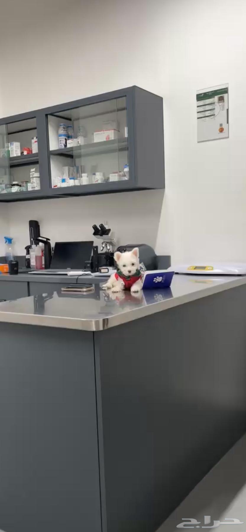 French Maltese dog with passport and trainer63100489085443113