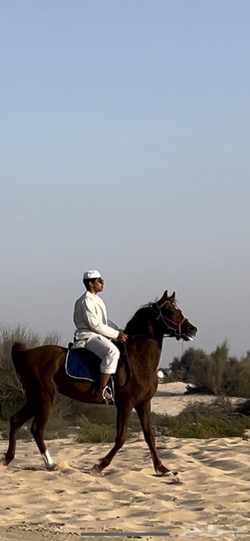 حصان عربي فاخر شعبي63101933494147111