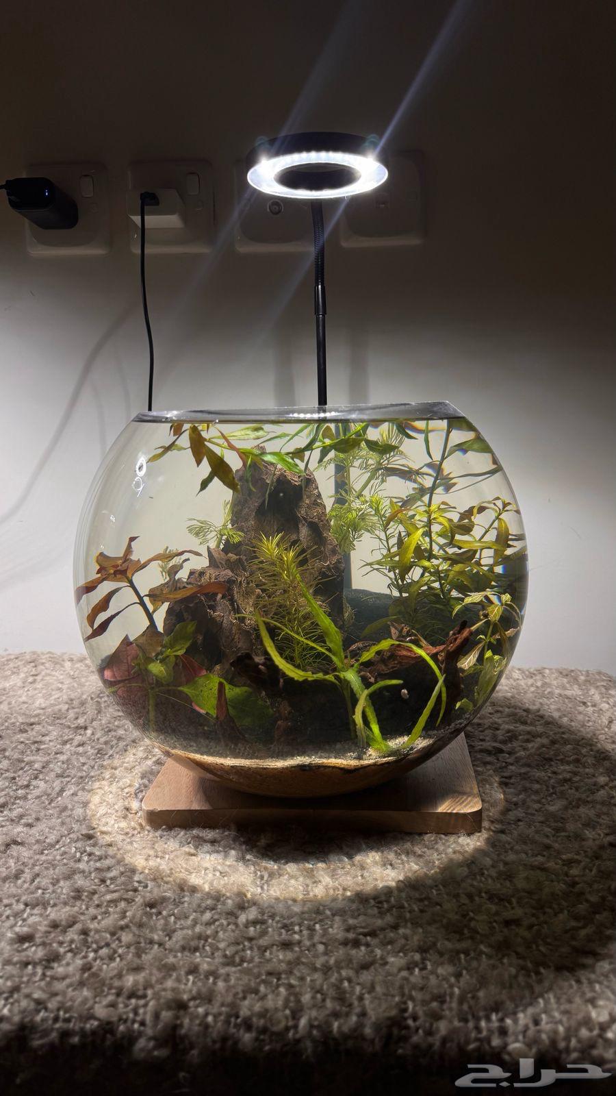 Round fish and shrimp tanks, an artistic masterpiece63101567609346111