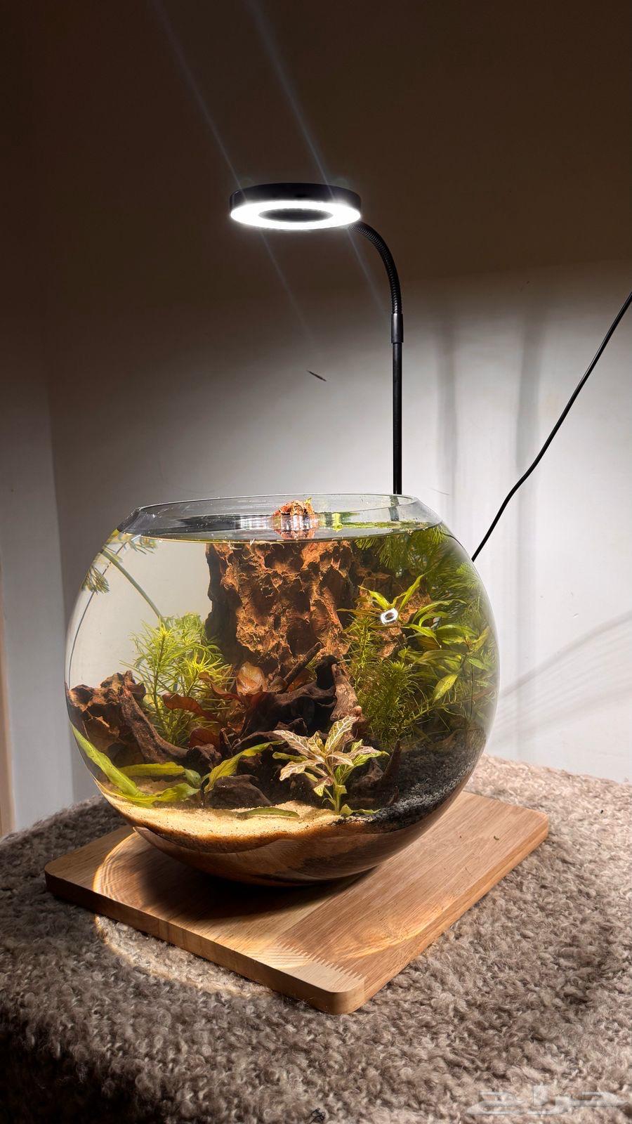 Round fish and shrimp tanks, an artistic masterpiece63101567609346114