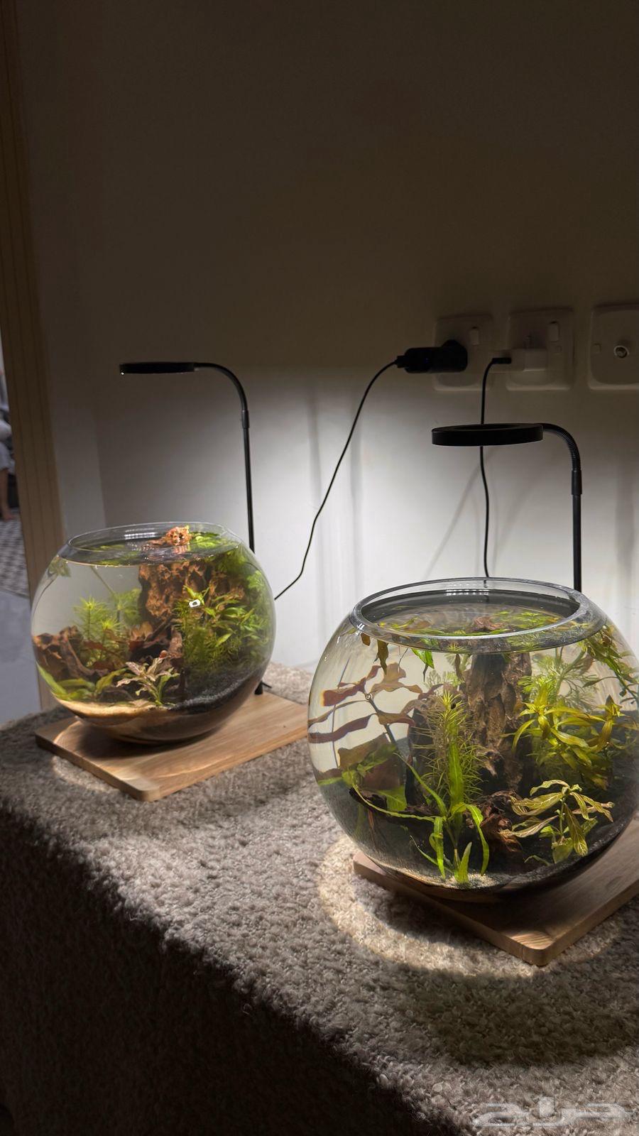 Round fish and shrimp tanks, an artistic masterpiece63101567609346112