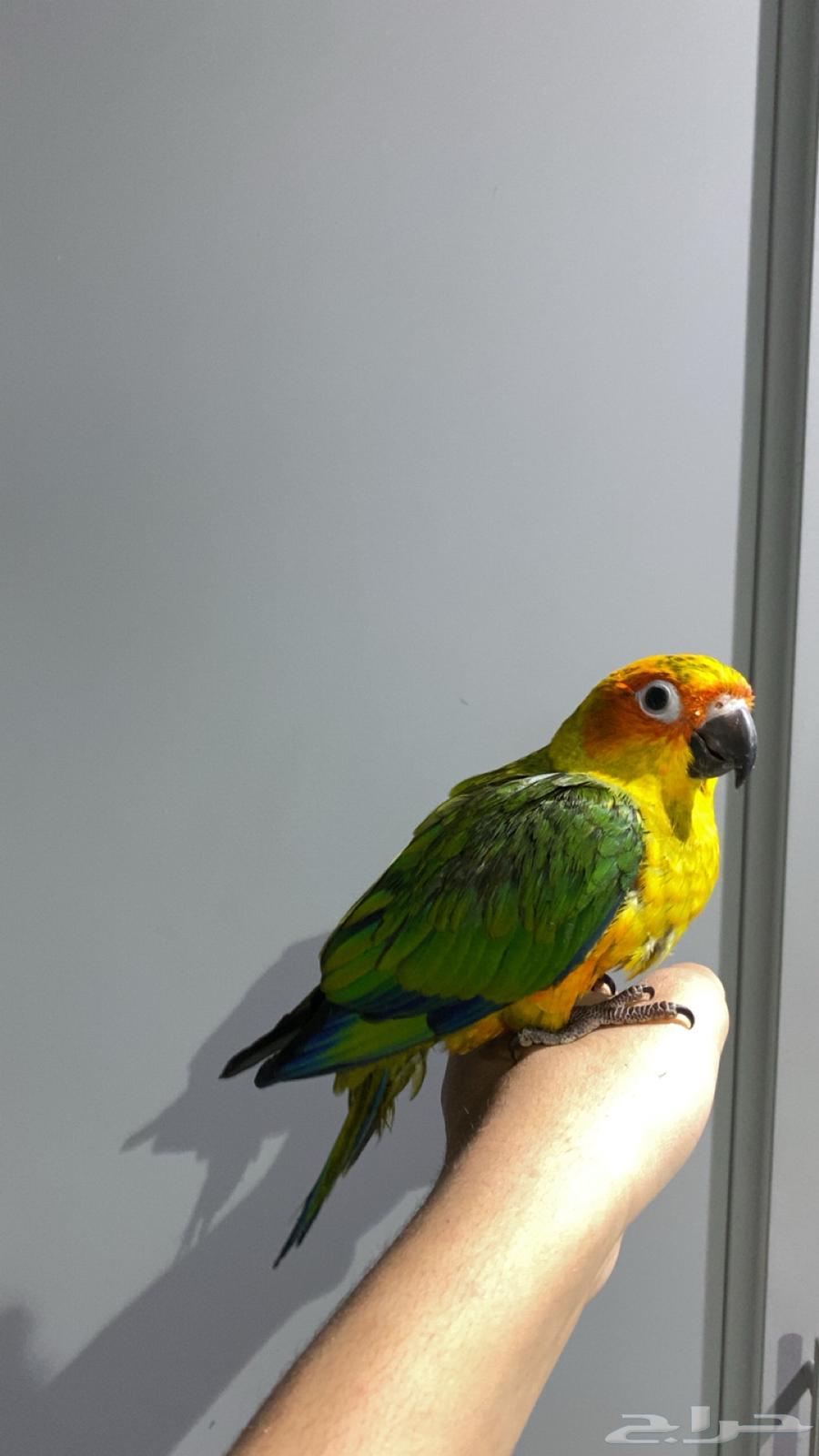 Sun Knior has been sold63096713038979112