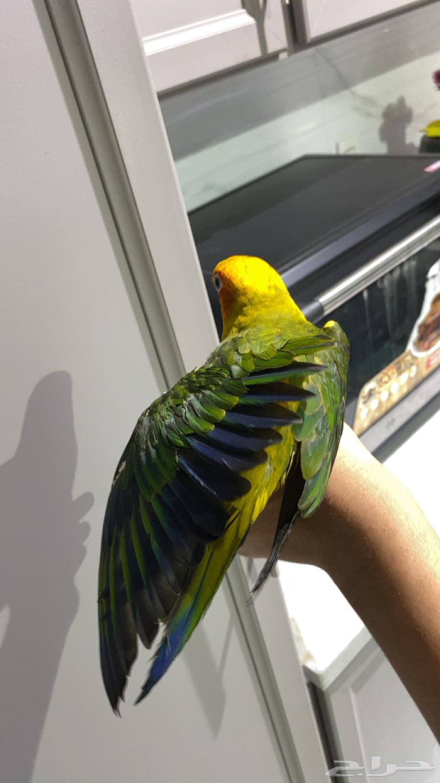 Sun Knior has been sold630967130389791125