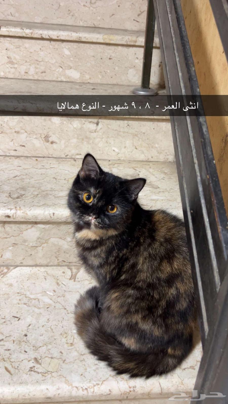 قطط لتبني انثى عمرها 8 شهور630981750693141115