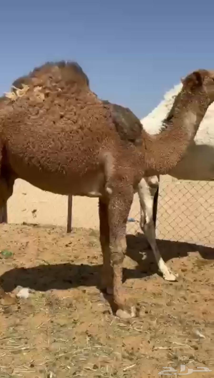 قعدان كفو فل الفل مغلقه للبيع التواصل اتصال630989577418251124