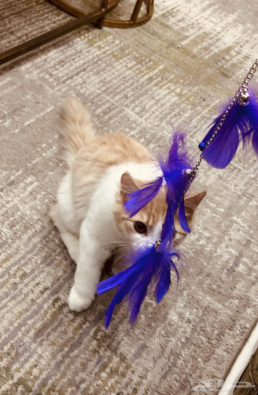 Two and a half month old kittens for sale. For contact, WhatsApp.63228541667841114