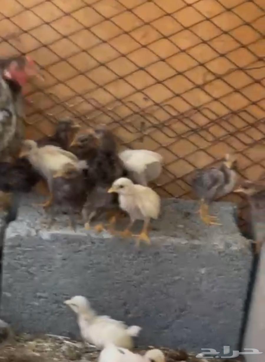 دجاجة بلدي63098552546049111
