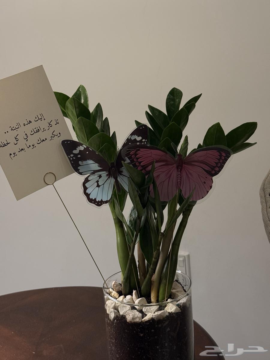Indoor plant gifts Zamia gifts go out distributions Eid63096717177219111