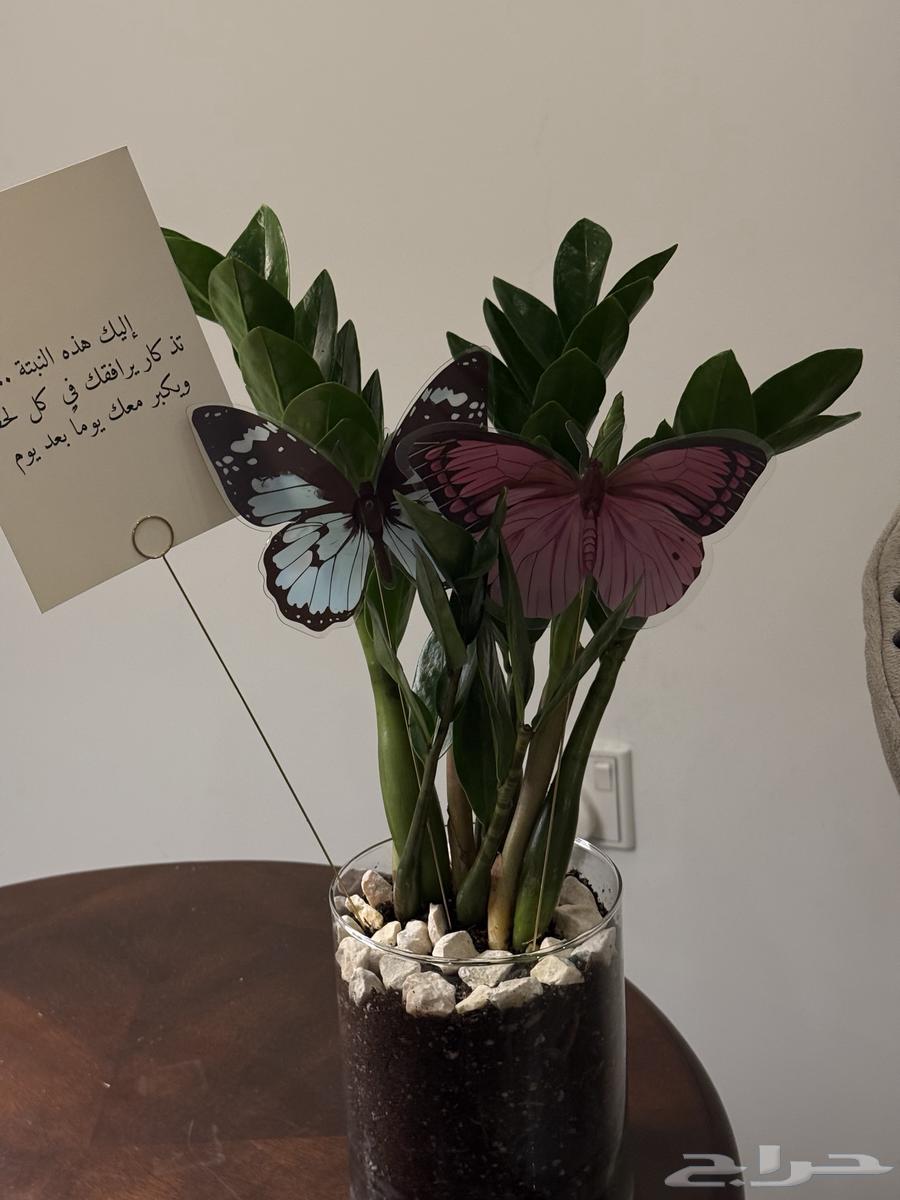 Indoor plant gifts Zamia gifts go out distributions Eid630967171772191117