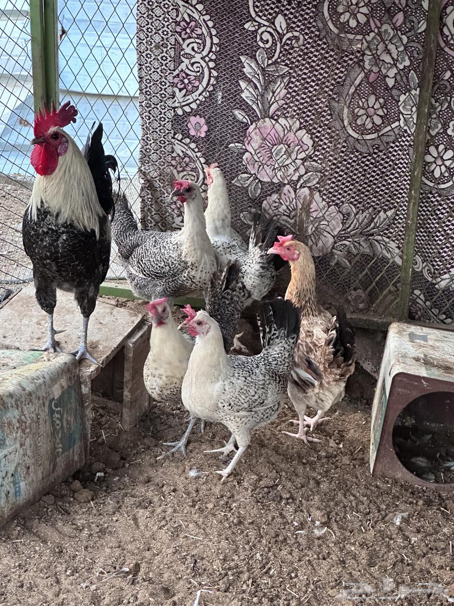 These are Pakistani and Fayoumi chickens. The Fayoumi has been sold.630982032194571115