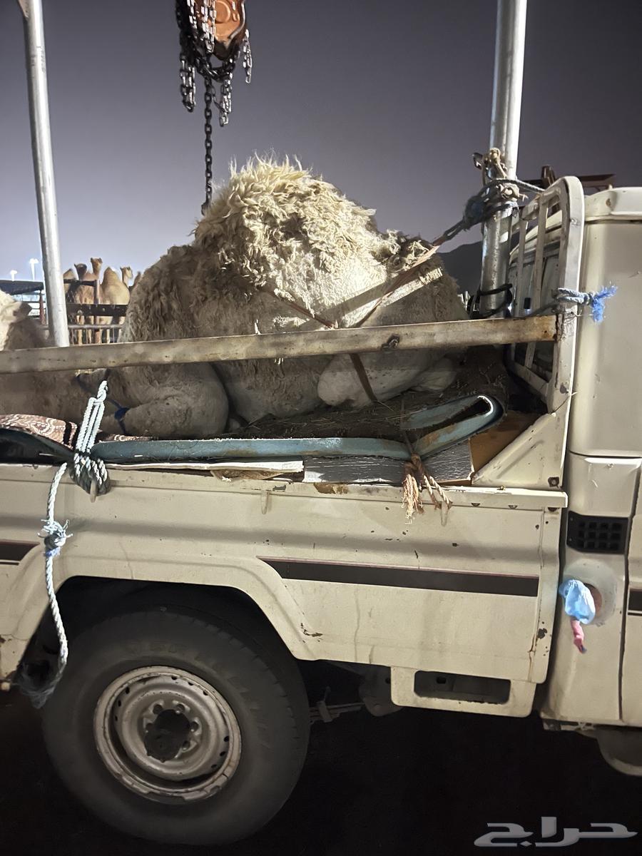 قعدان للبيع كفو التواصل63098179616129114