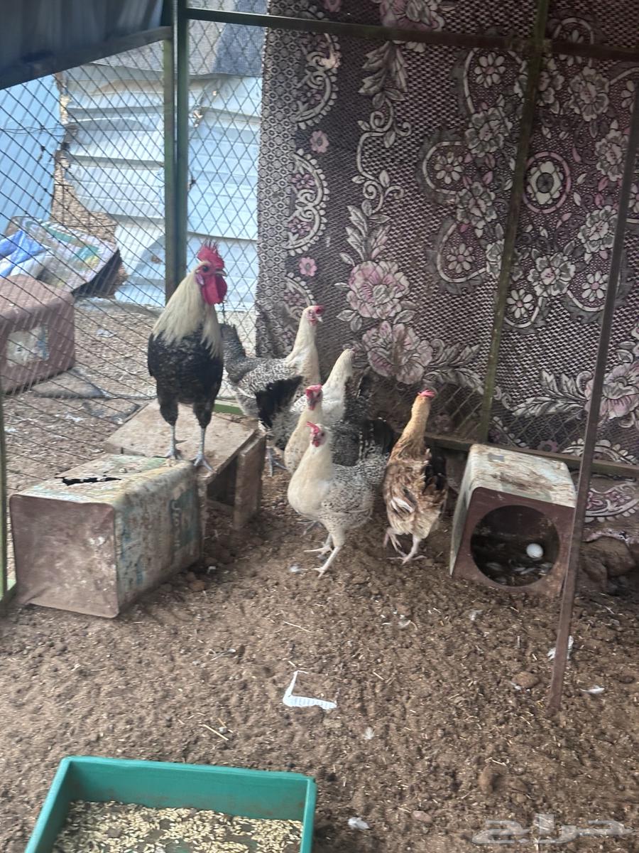 These are Pakistani and Fayoumi chickens. The Fayoumi has been sold.63098203219457111