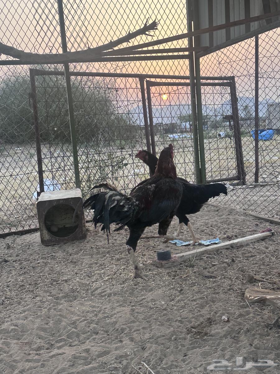 These are Pakistani and Fayoumi chickens. The Fayoumi has been sold.63098203219457112