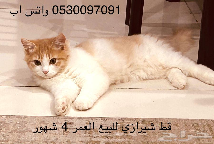 Two and a half month old kittens for sale. For contact, WhatsApp.63228541667841112