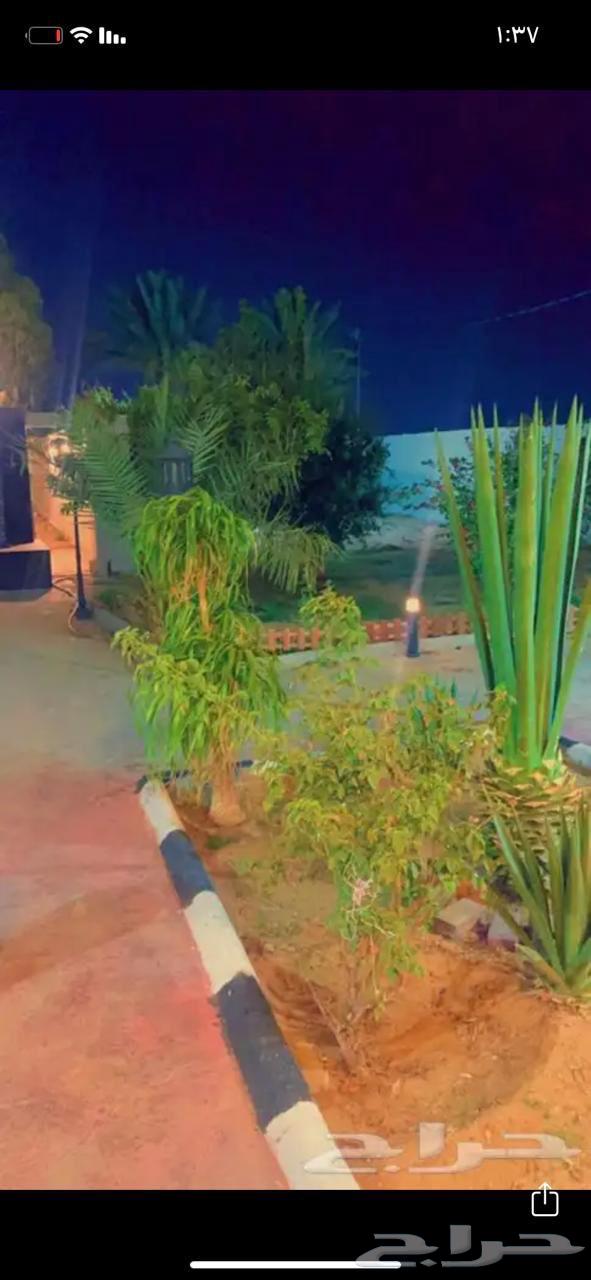 Two rest areas on a farm in Al-Wasit district with an area of 2265 square meters according to a legal document63004082759170113