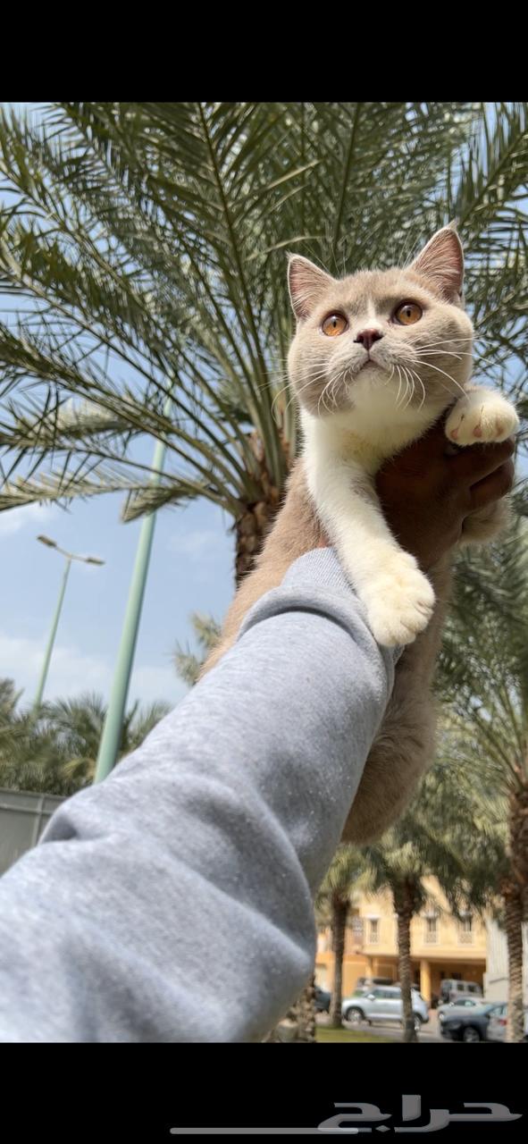 For sale: Scottish Fold cat63096740788866111