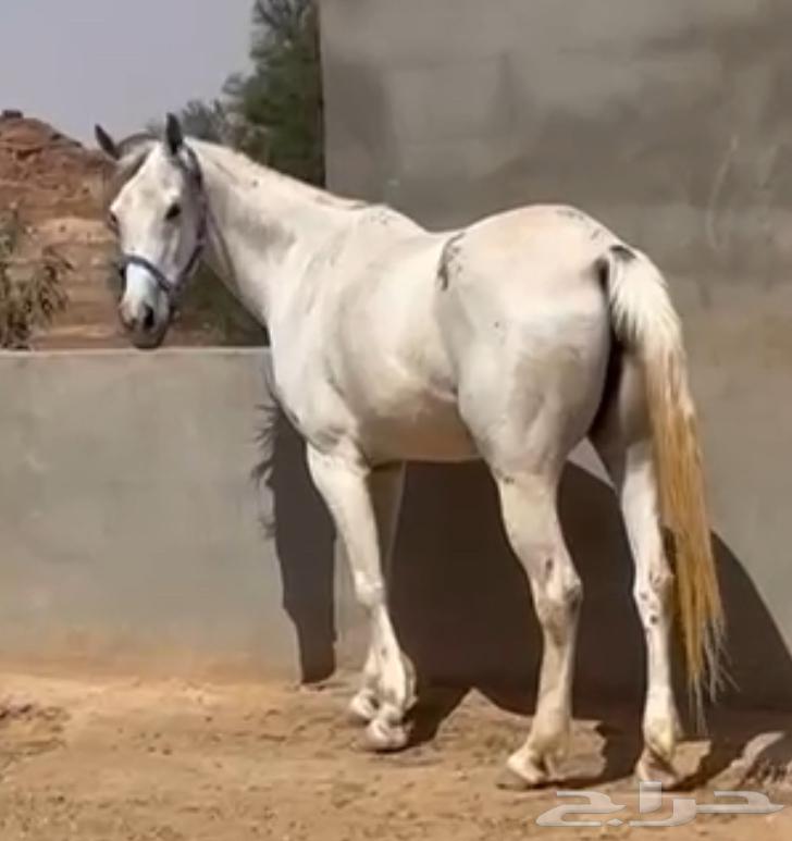فرس شعبيه للبيع63097488471554110