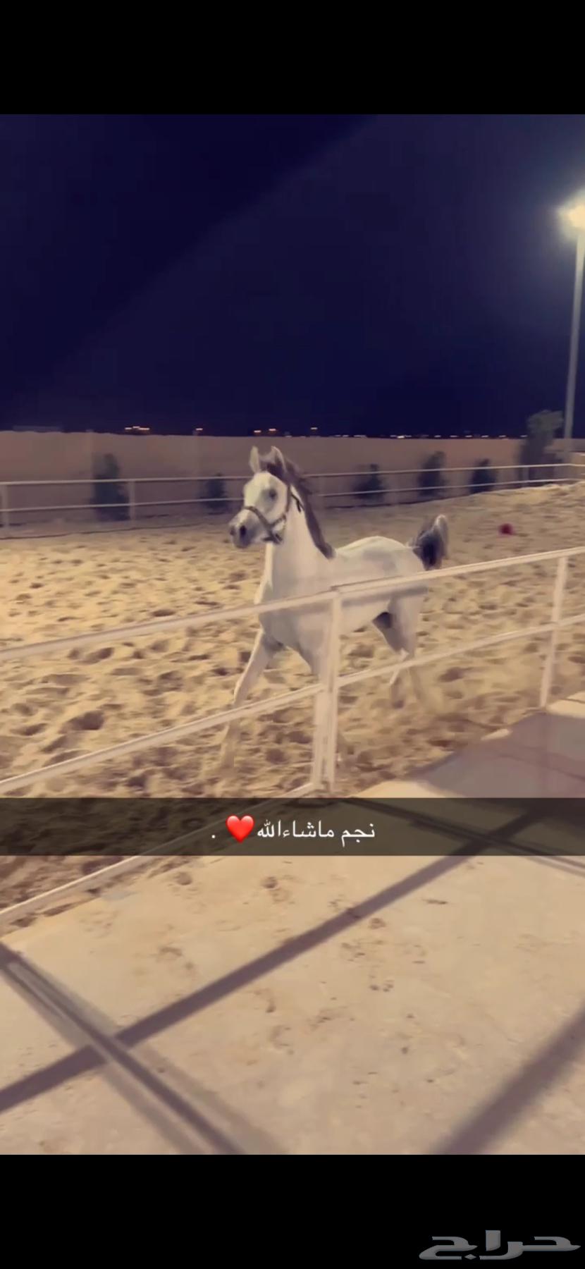 حصان واهو63099741240451111