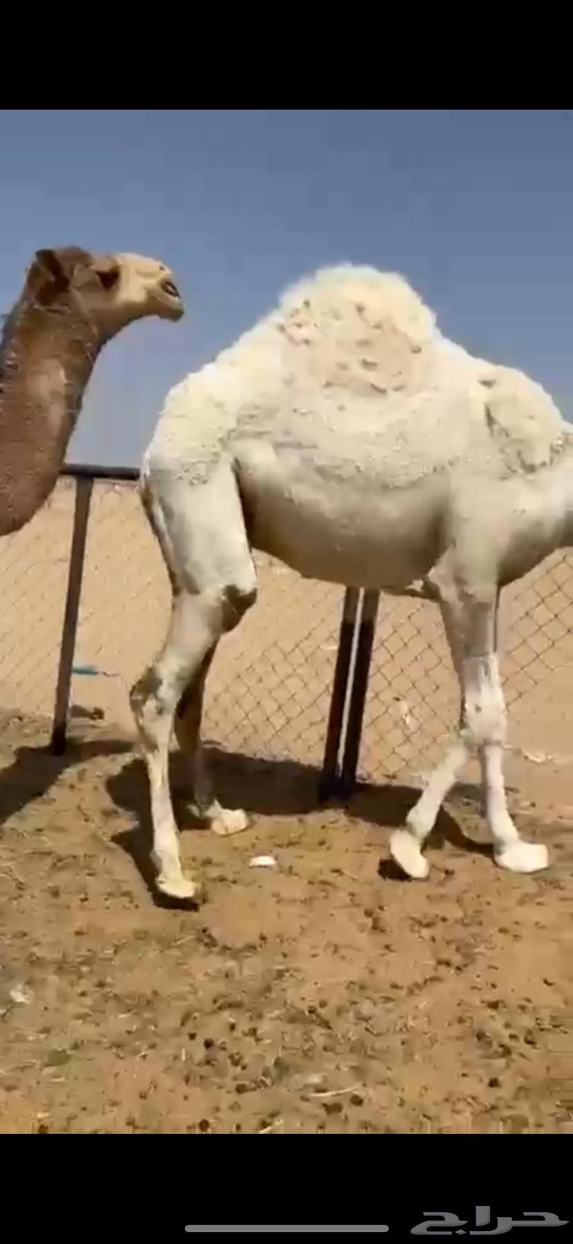 قعدان كفو فل الفل مغلقه للبيع التواصل اتصال63098957741825111