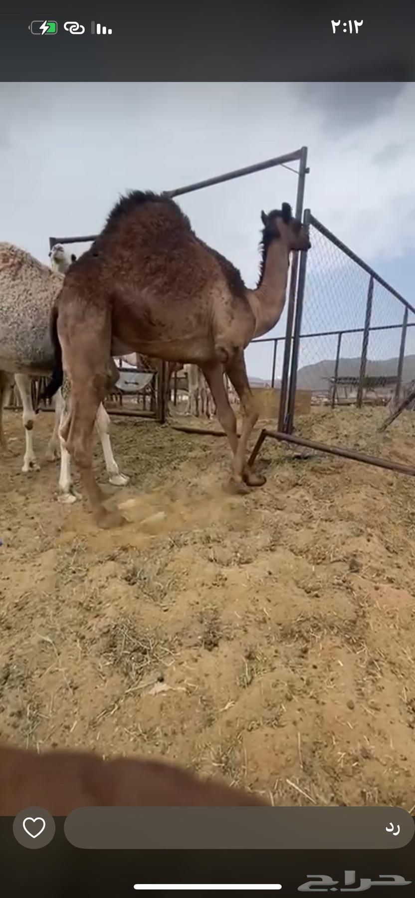 قعدان للبيع كفو التواصل63098179616129111