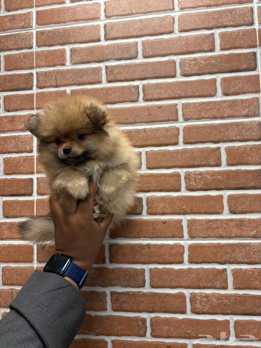 Pomeranian dogs63098584448897111