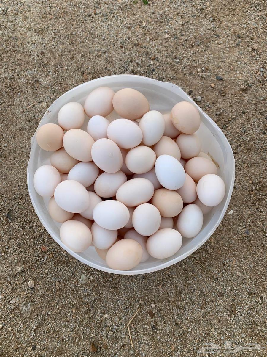 Local eggs63182504158338112