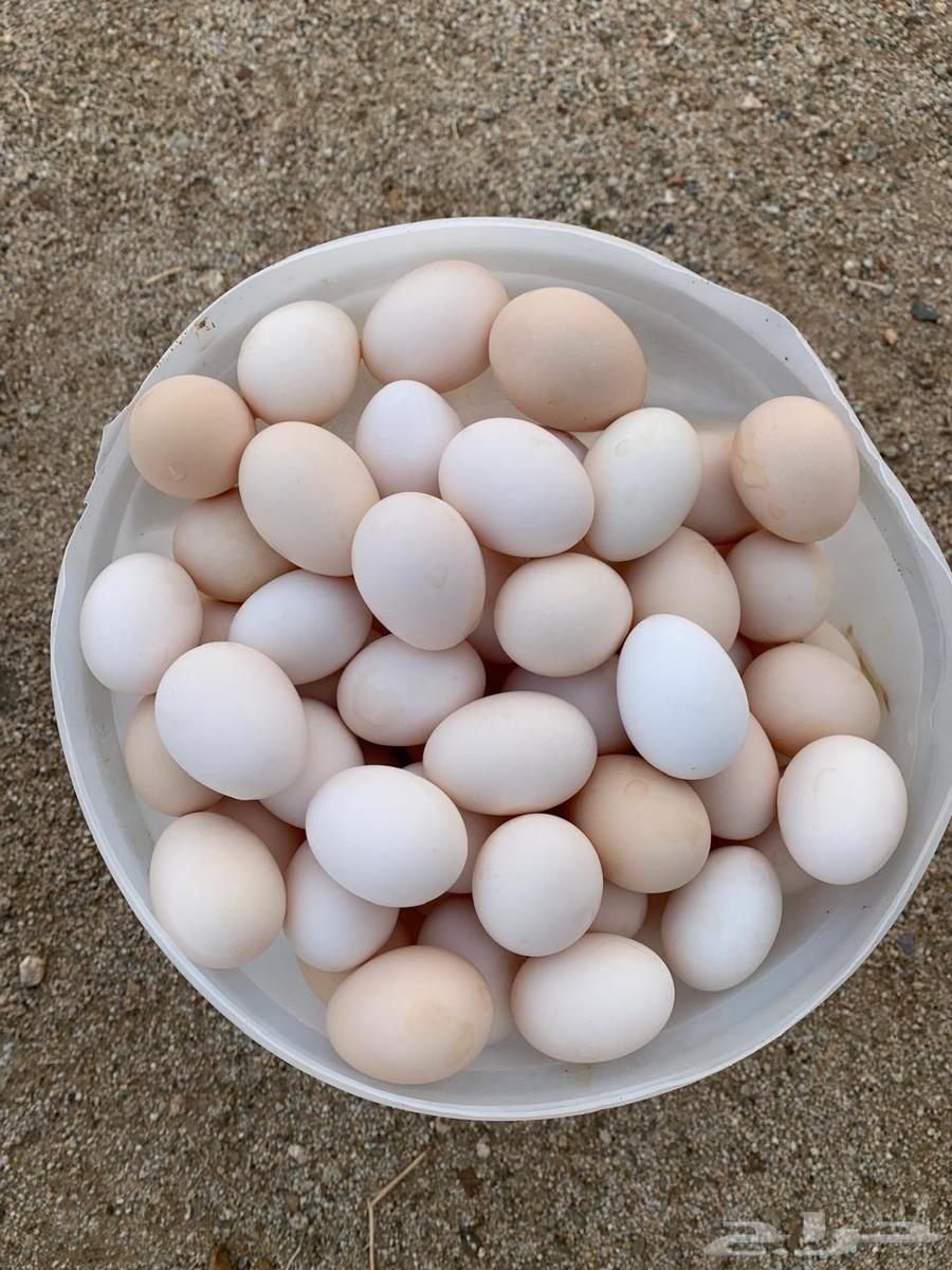 Local eggs63182504158338111